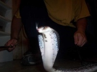 image of indian_cobra