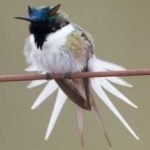 image of bird