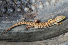 image of alligator_lizard