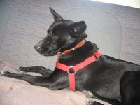 image of kelpie