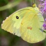 image of animal