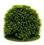 image of bush