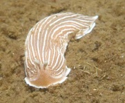 image of sea_slug #0
