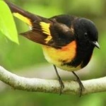 image of american_redstart #15