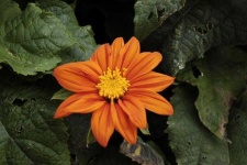 image of flower