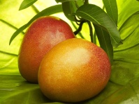 image of mango #16
