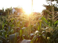 image of corn