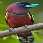 image of bird