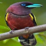 image of banded_broadbill #13