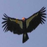 image of bird