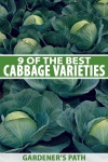 image of cabbage #8