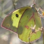 image of animal
