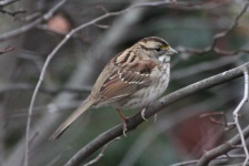 image of animal