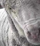 image of animal
