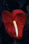 image of flower