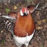 image of bird