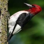 image of red_headed_woodpecker #25