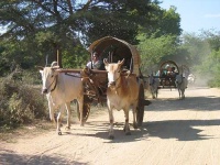 image of oxcart