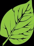 image of leaf