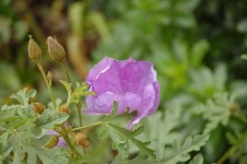 image of pelargonium #18