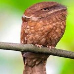 image of bird