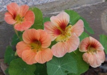 image of flower