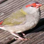 image of bird
