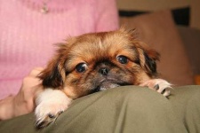 image of pekinese