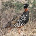 image of black_francolin #27