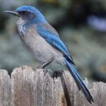 image of bird