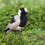image of bird