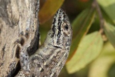 image of agama