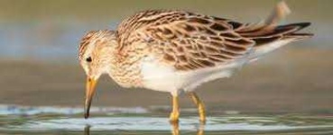 image of sandpiper #30