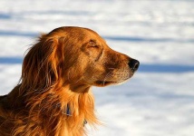image of golden_retriever