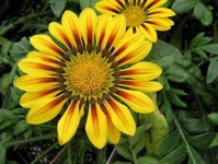image of flower
