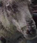 image of sheep_face #20