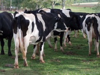 image of animal