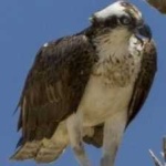 image of bird