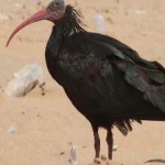 image of bird