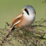 image of bird