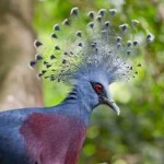 image of victoria_crowned_pigeon #28