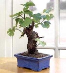 image of bonsai #11