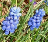 image of flower