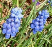 image of grape_hyacinth #15