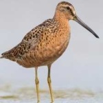image of bird