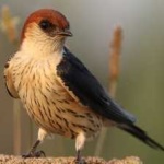 image of bird