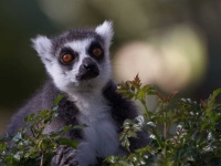 image of madagascar_cat