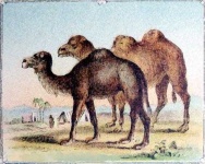 image of animal