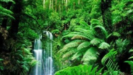 image of rainforest