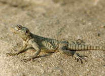 image of agama